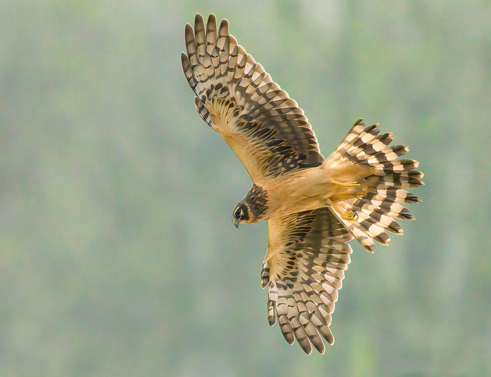 Northern Harrier