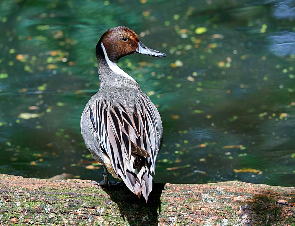 Northern Pintail