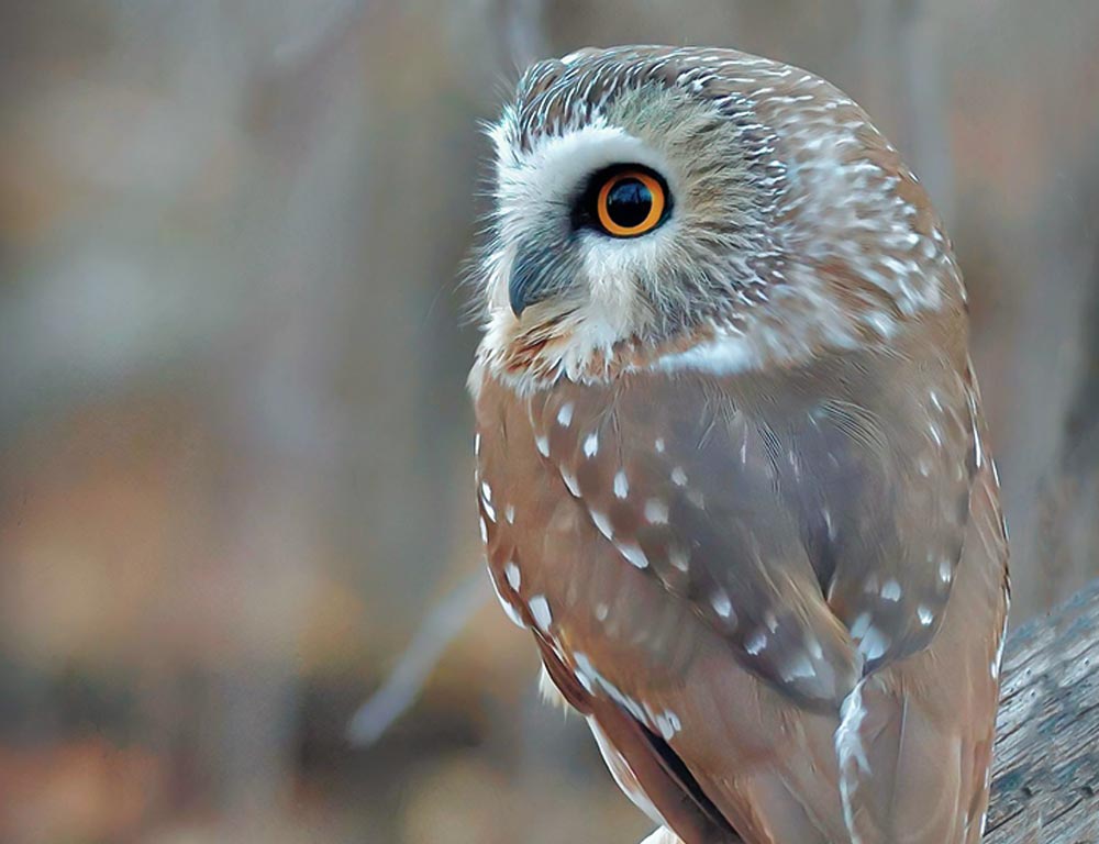 Northern Saw-whet Owl