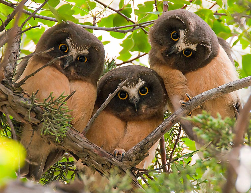 Northern Saw-whet Owl