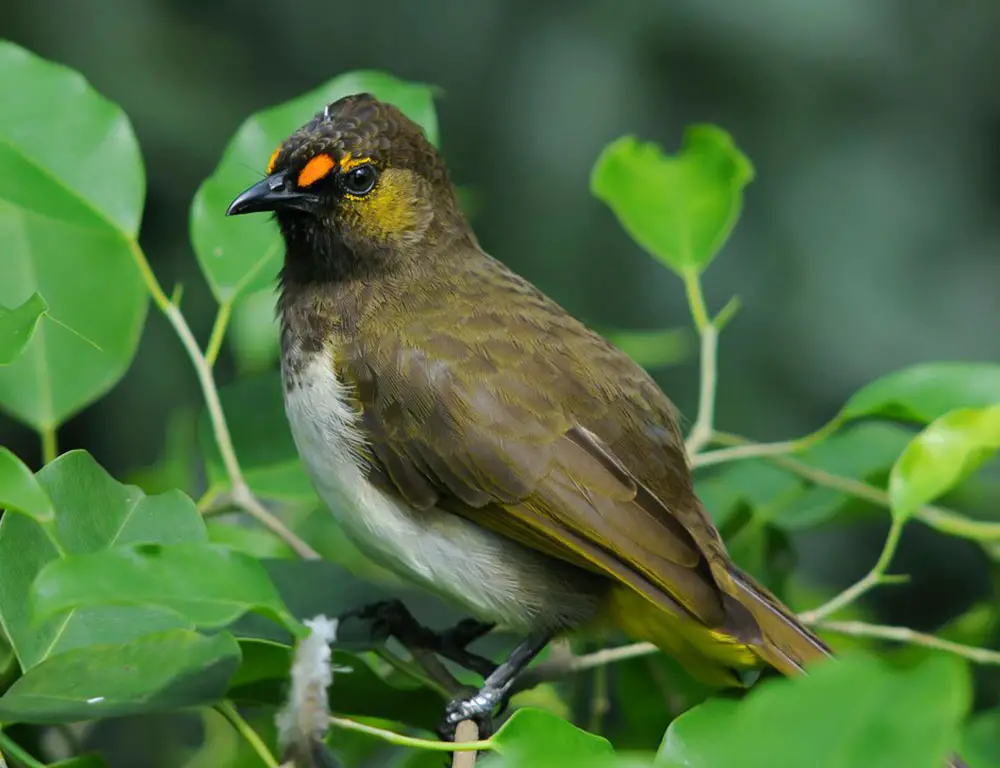 Conservation Status of the Orange-Spotted Bulbul