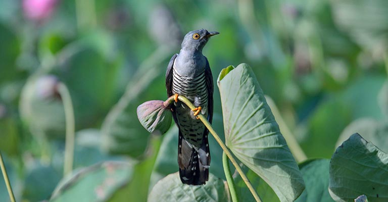 Oriental Cuckoo Life History