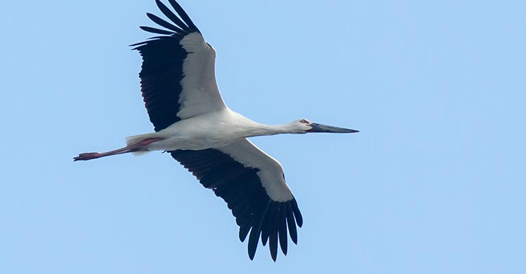 Oriental Stork Flight