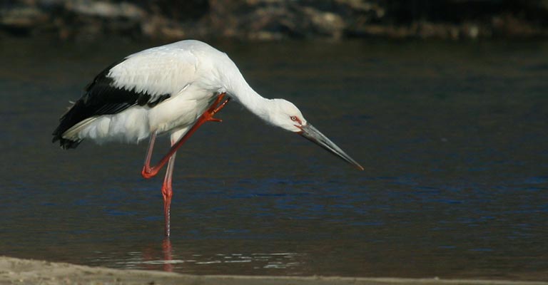 Oriental Stork Life History