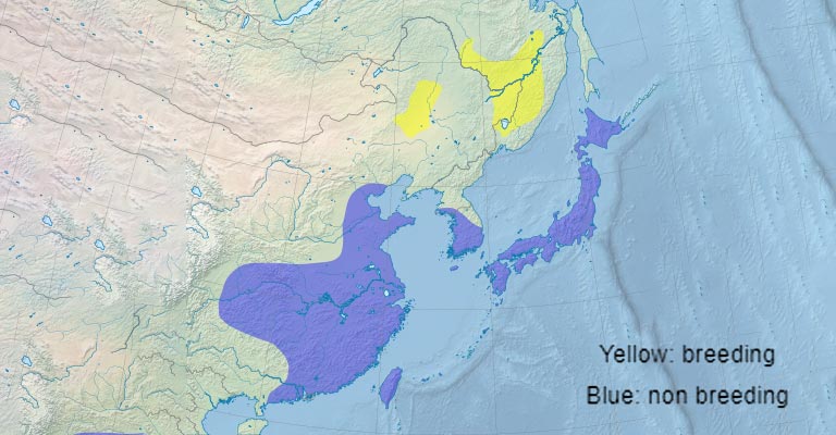 Oriental Stork Range Map