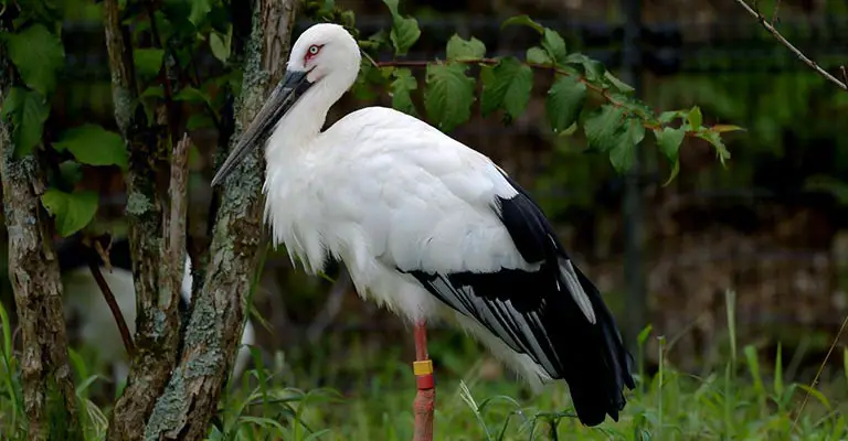 Oriental stork