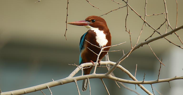 Overview of White-Throated Kingfisher