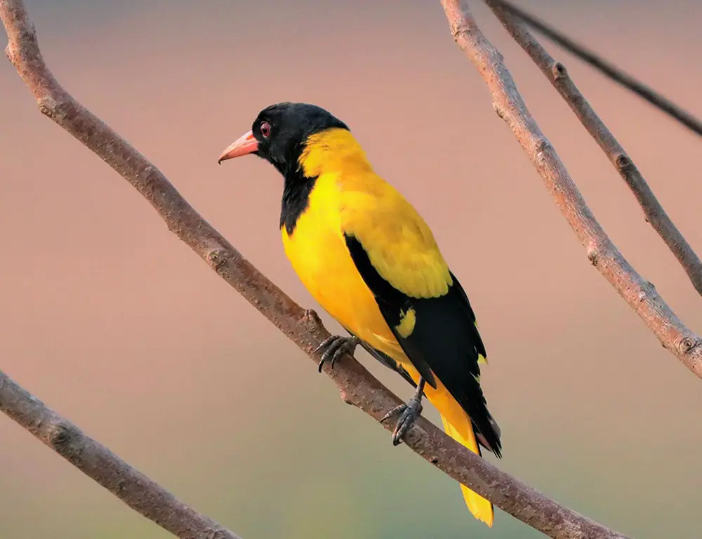 Overview of the Black-Hooded Oriole
