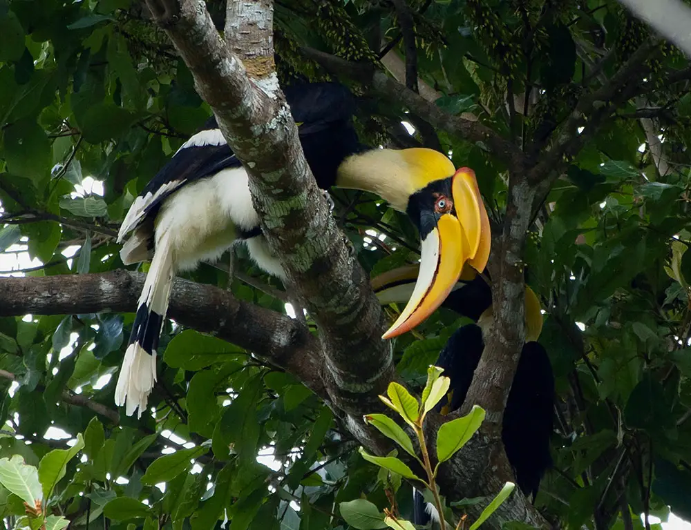 Overview of the Great Hornbill