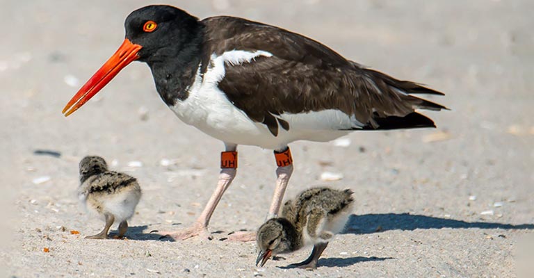 Oystercatchers Breeding