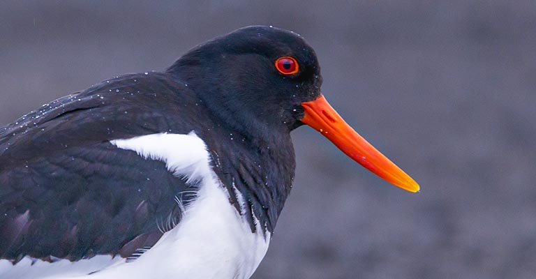 Oystercatchers Brighr Eye Color