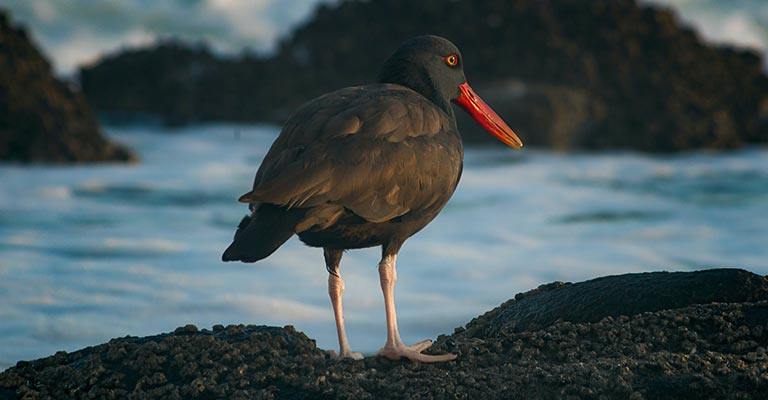 Oystercatchers Life History