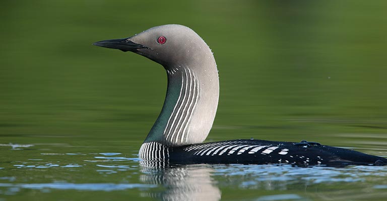 Pacific Loon Life History