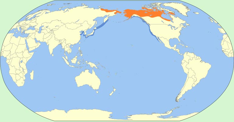 Pacific Loon Range Map