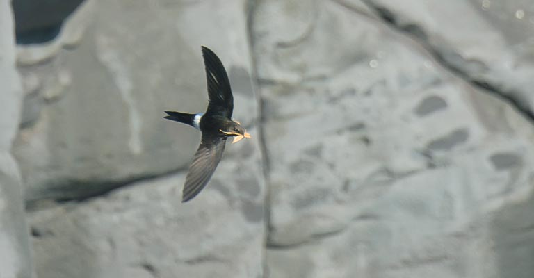 Common Food of Pacific Swift