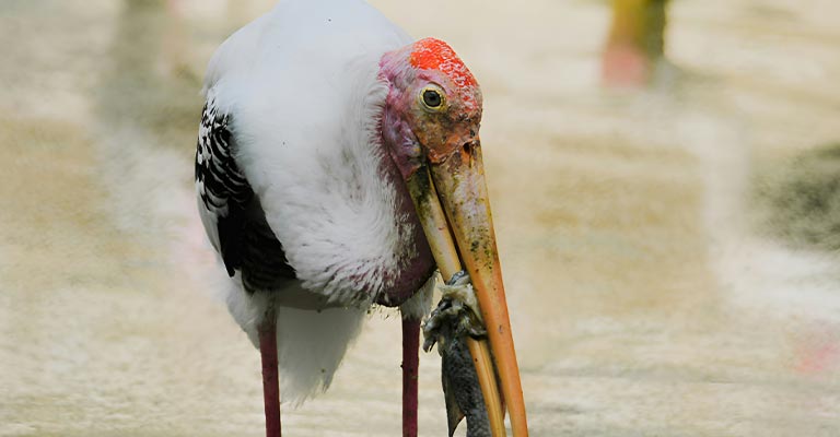 Painted Stork Face