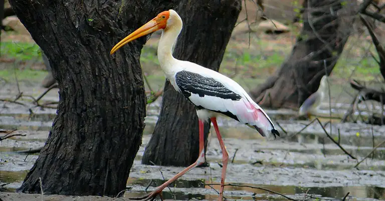 Painted Stork Life History