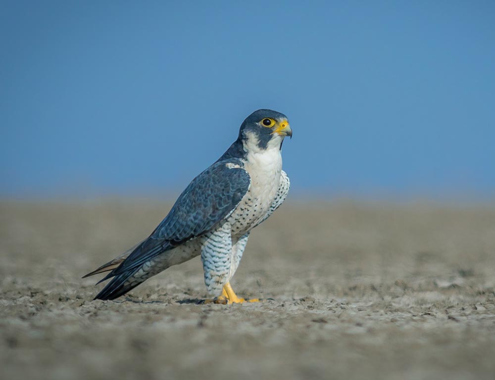 Peregrine Falcon