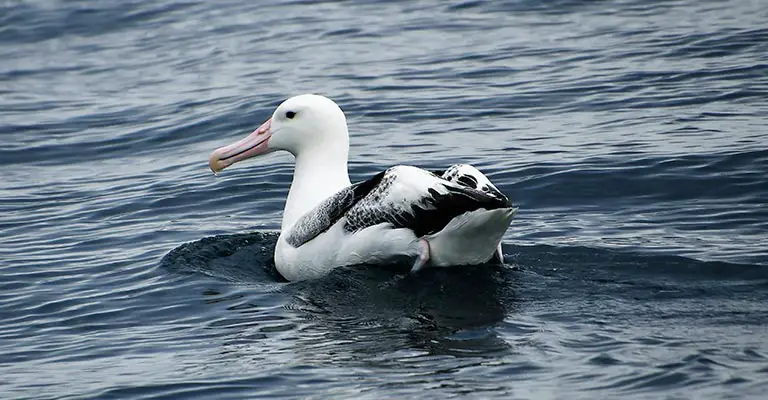 Physical Characteristics of Albatrosses