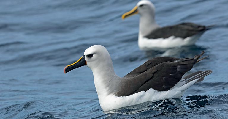 Physical Characteristics of Atlantic Yellow-nosed Albatross