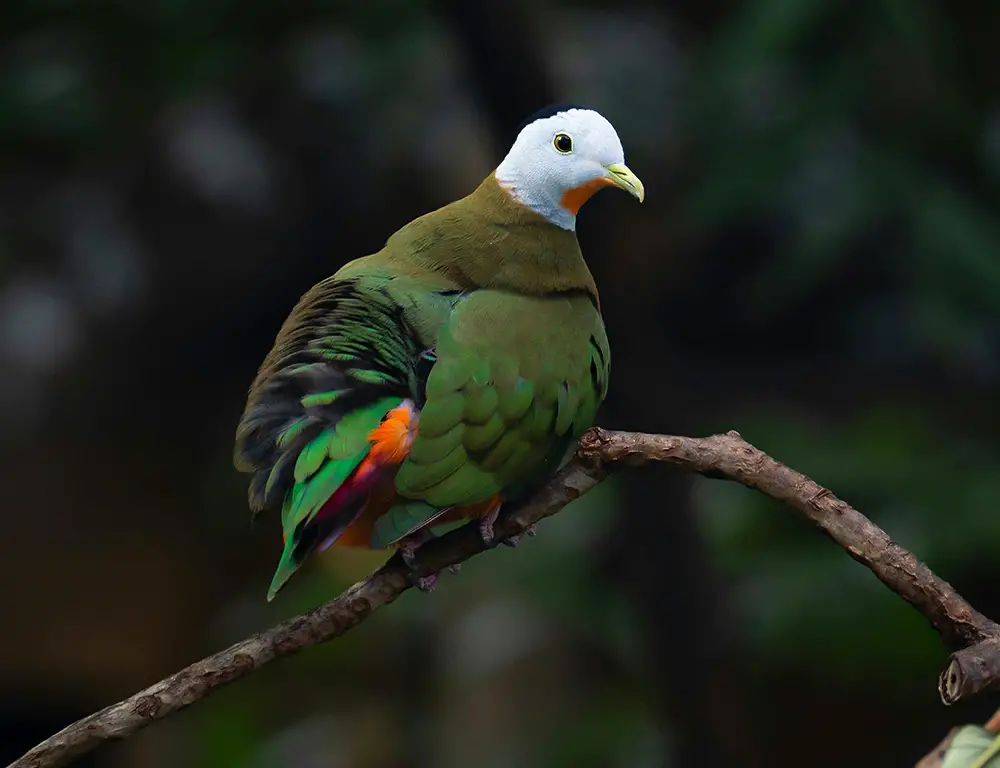 Physical Characteristics of Black-Naped Fruit Doves