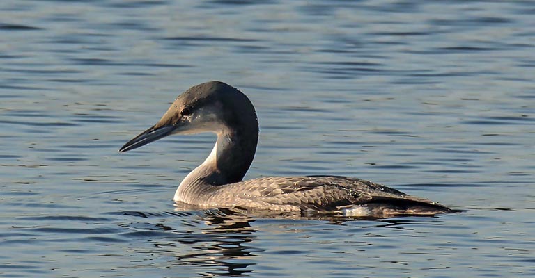 Physical Characteristics of Black-throated Loon