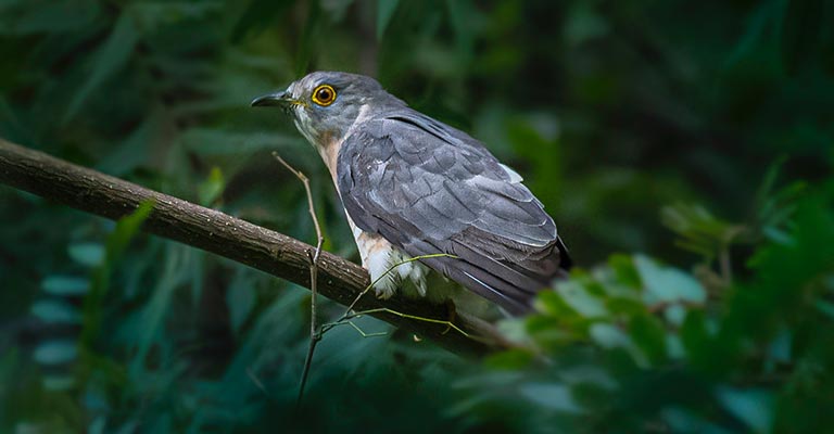 Physical Characteristics of Common Cuckoo