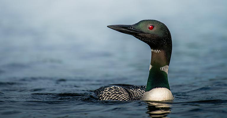 Physical Characteristics of Common Loon