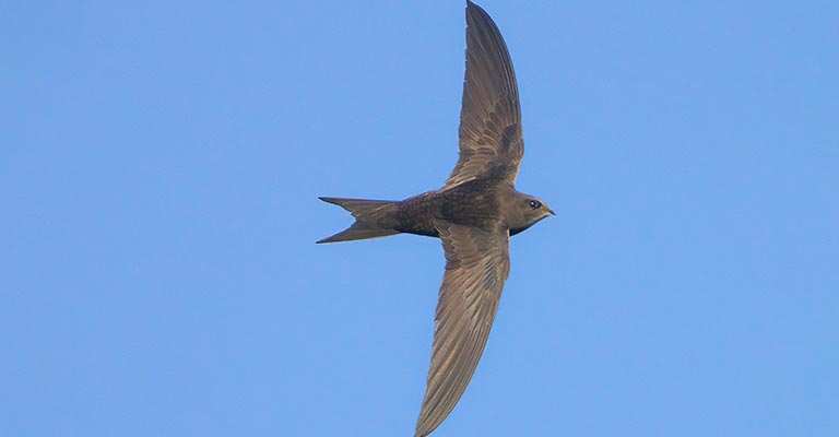 Physical Characteristics of Common Swift