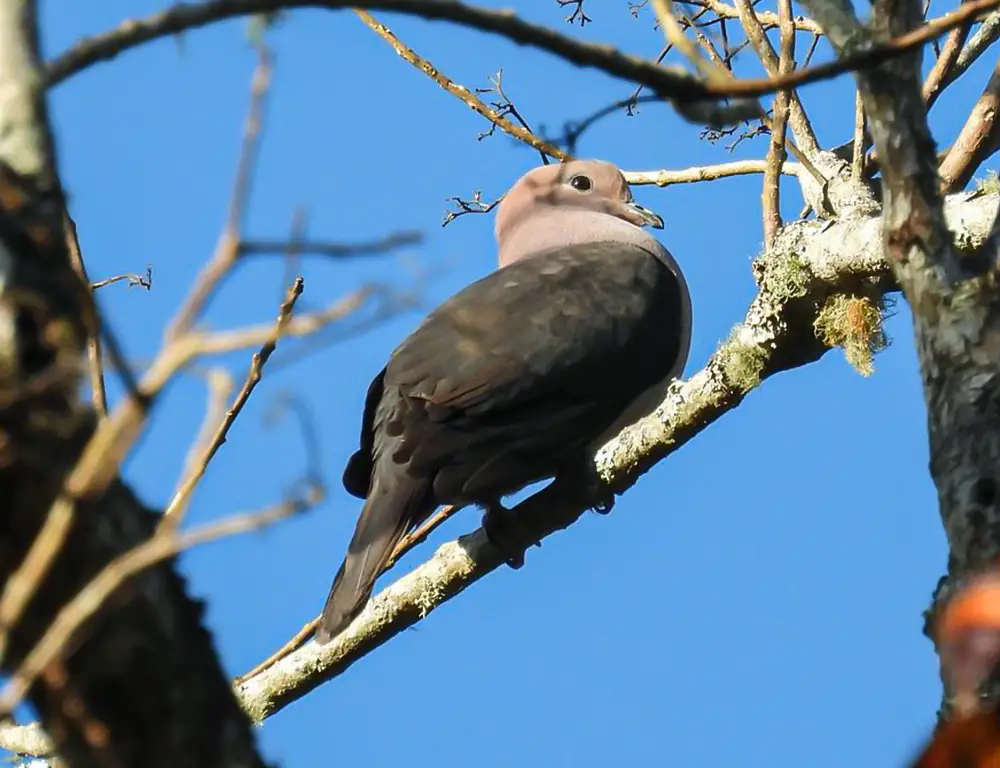 Physical Characteristics of Dark-Backed Imperial Pigeons