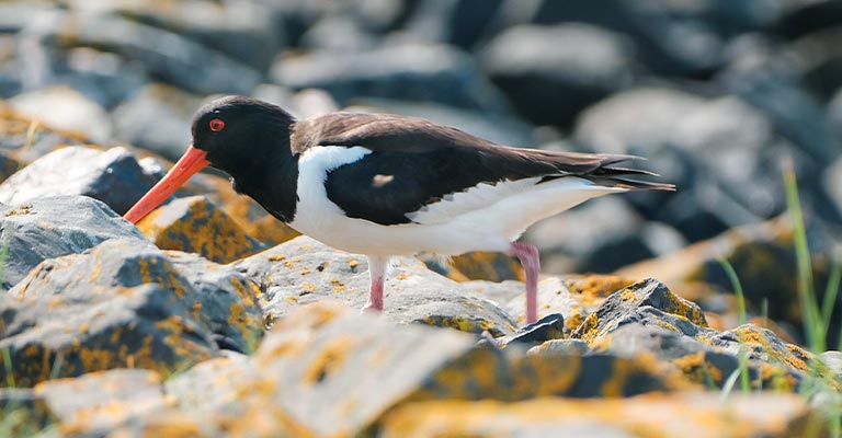 Physical Characteristics of Eurasian Oystercatcher