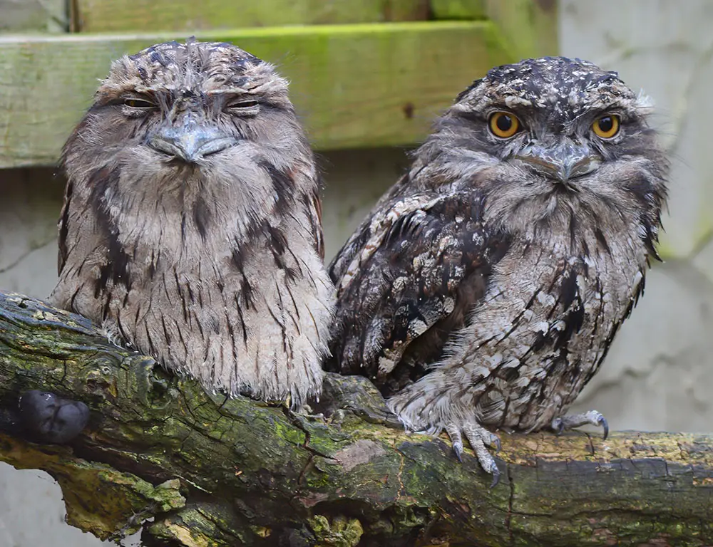 Physical Characteristics of Frogmouths