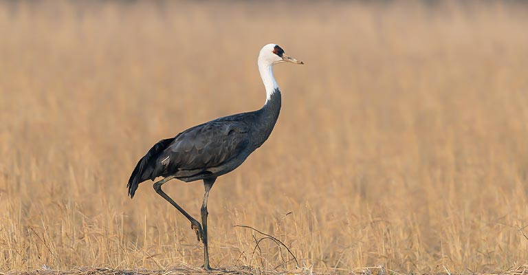 Physical Characteristics of Hooded Crane