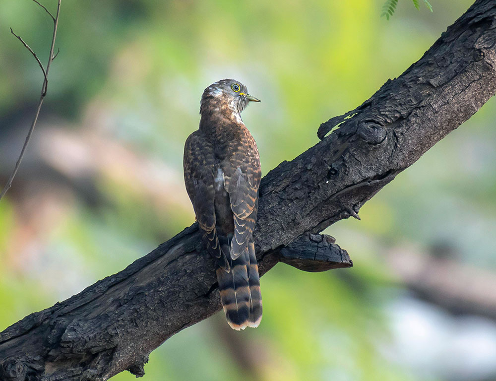 Physical Characteristics of Indian Cuckoo