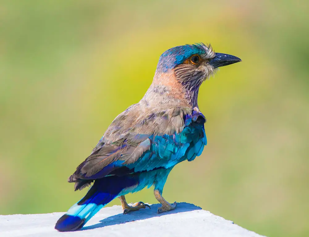 Physical Characteristics of Indian Roller