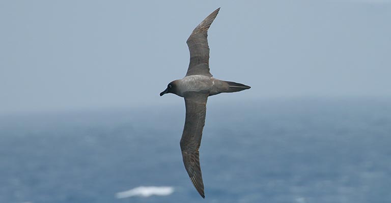 Physical Characteristics of Light-mantled Albatross
