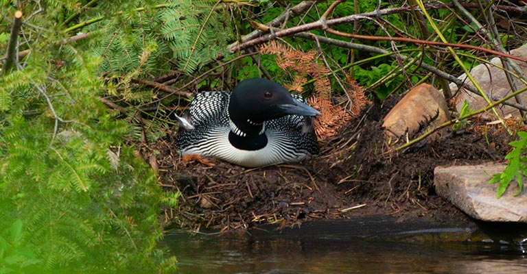 Physical Characteristics of Loons