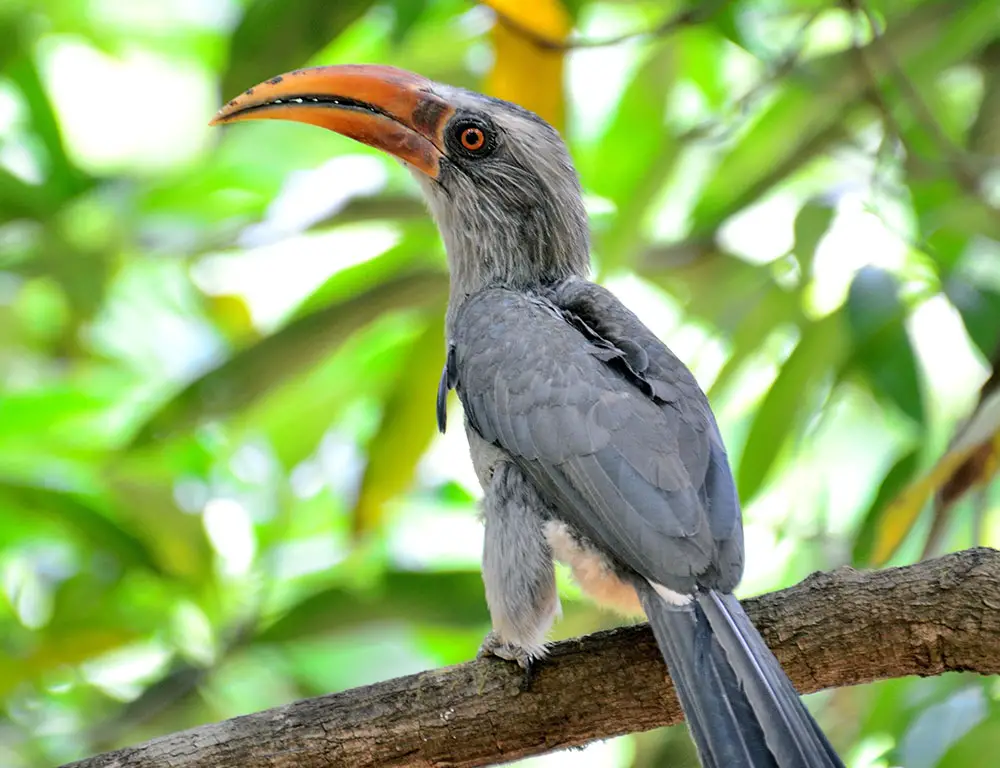 Physical Characteristics of Malabar Grey Hornbills