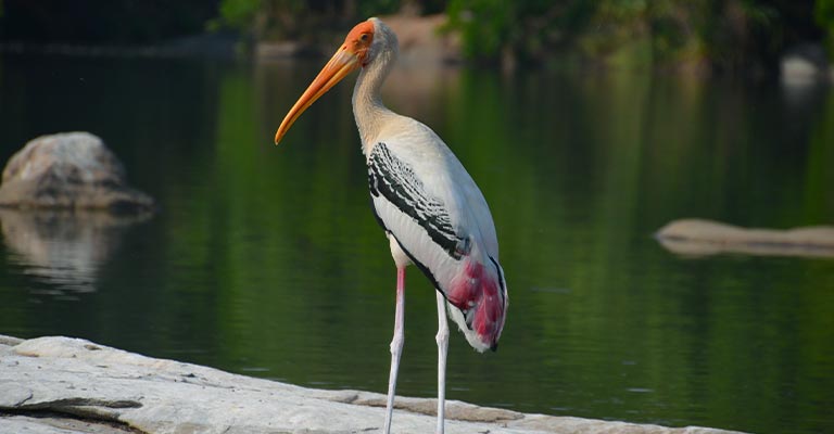 Physical Characteristics of Painted Stork