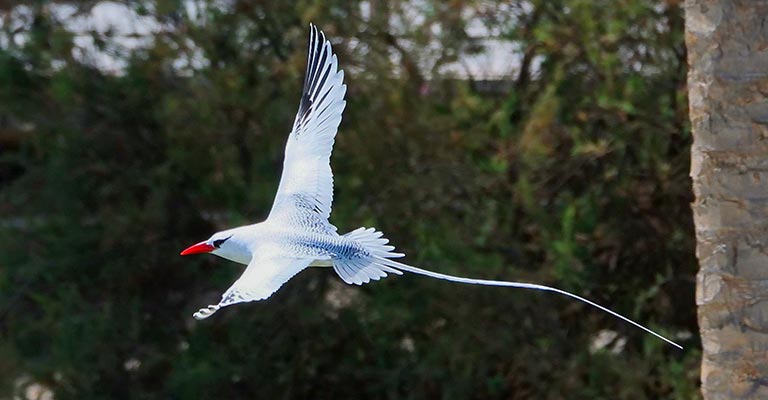 Physical Characteristics of Red-billed Tropicbird