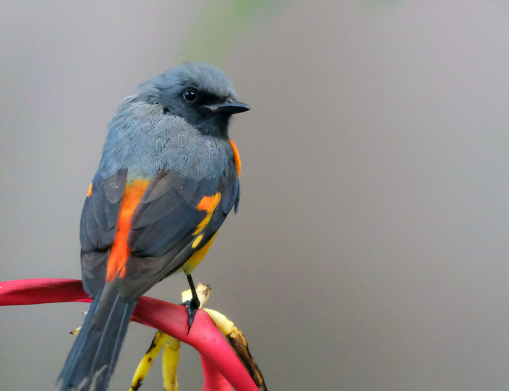 Physical Characteristics of Small Minivet