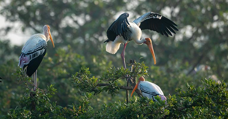 Physical Characteristics of Stork