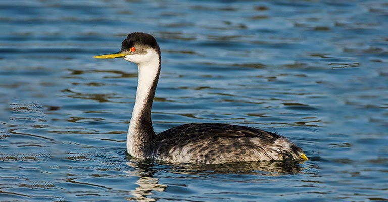 Physical Characteristics of Western Grebe