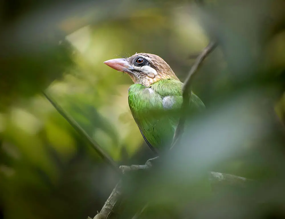 Physical Characteristics of White-Cheeked Barbet