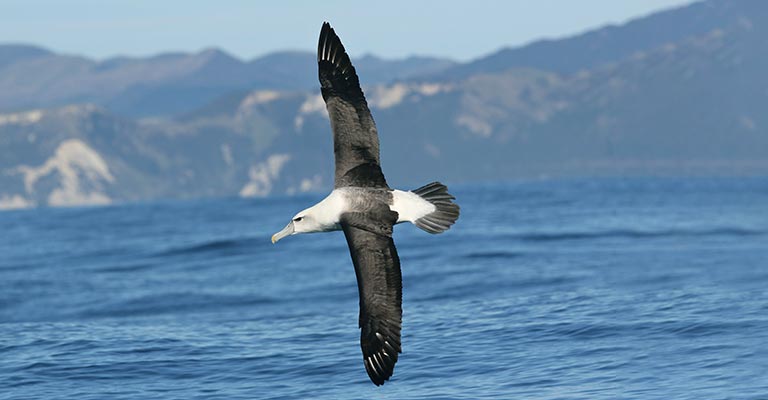 Physical Characteristics of White-capped Albatross