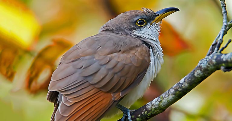 Physical Characteristics of Yellow-billed Cuckoo