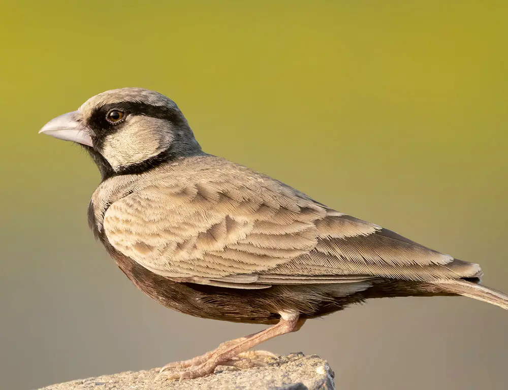 Physical Characteristics of the Ashy-Crowned Sparrow-Lark