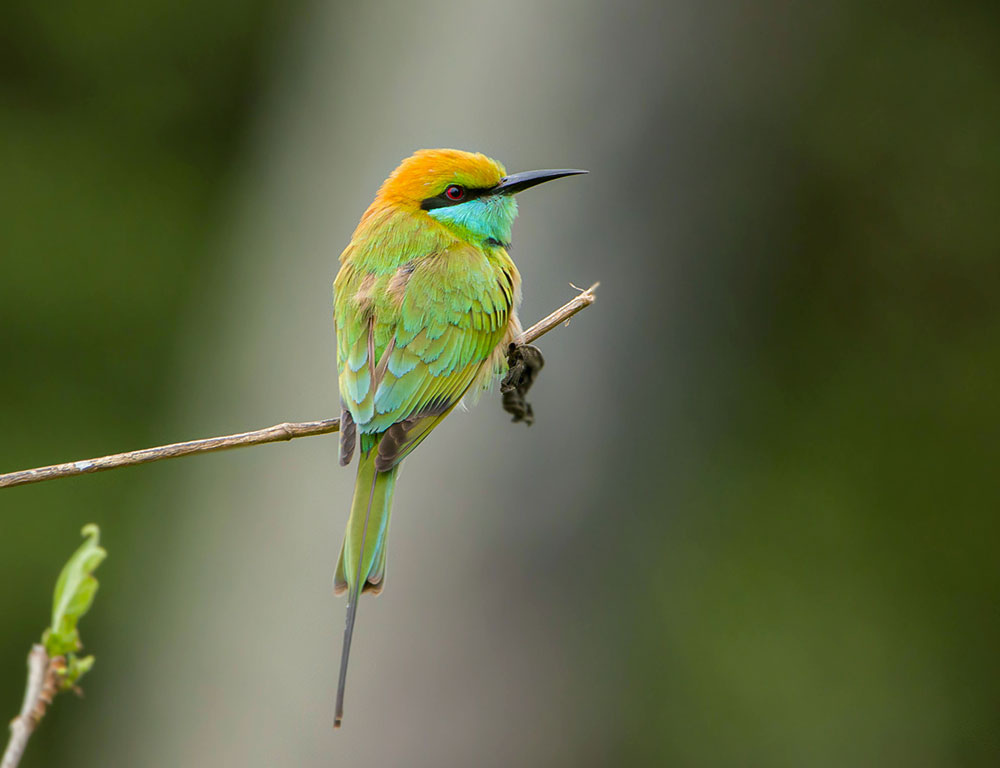 Physical Characteristics of the Asian Green Bee-Eater
