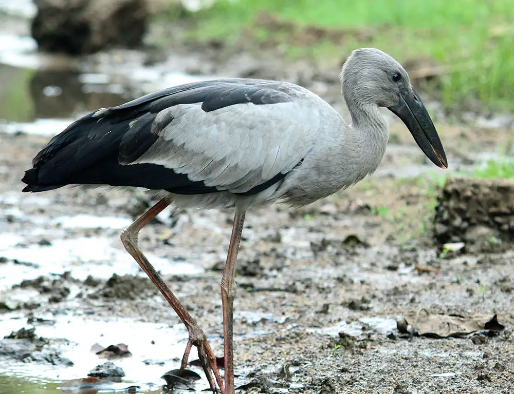 Physical Characteristics of the Asian Openbill Stork