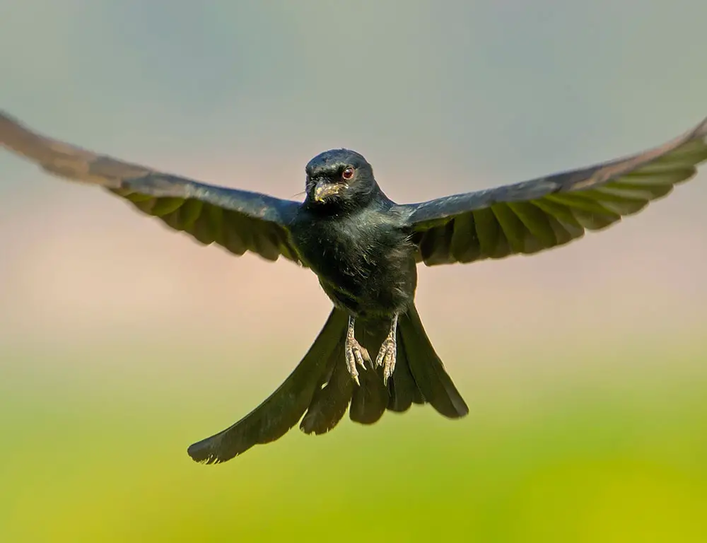 Physical Characteristics of the Black Drongo